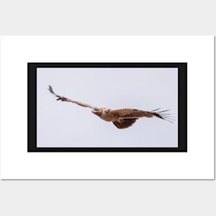 Martial Eagle Posters and Art